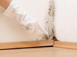 Best Mold Documentation for Insurance Claims  in Phillipsburg, NJ